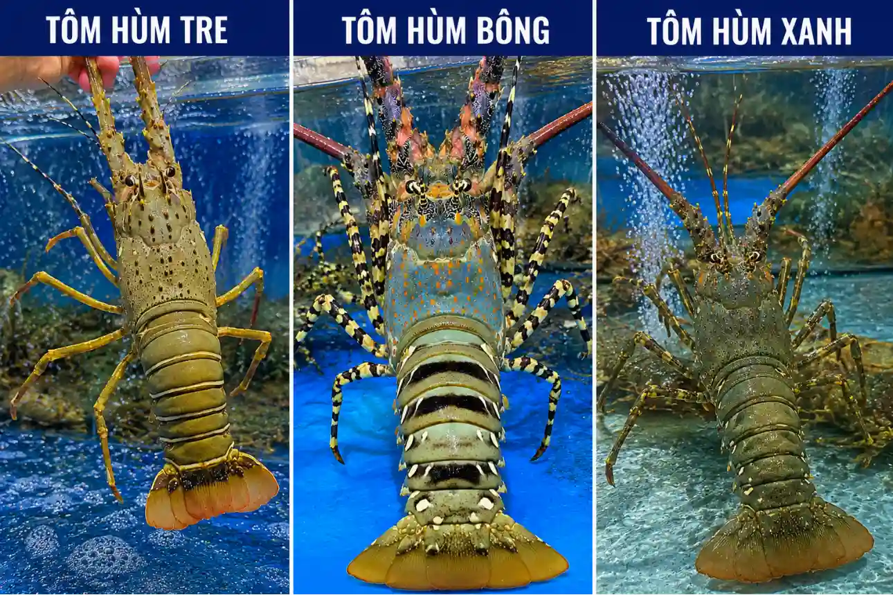 So sánh tôm hùm tre, tôm hùm bông và tôm hùm xanh qua màu sắc và đặc điểm vỏ
