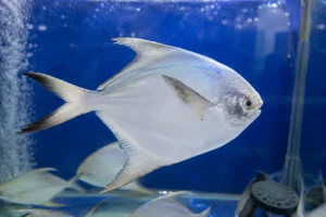 Cá chim biển từ lâu đã được ví như một trong những loại "chim - thu - nhụ - đé" thuộc hàng thượng phẩm của biển cả nhờ thịt trắng tinh, mềm ngọt và thơm ngậy.