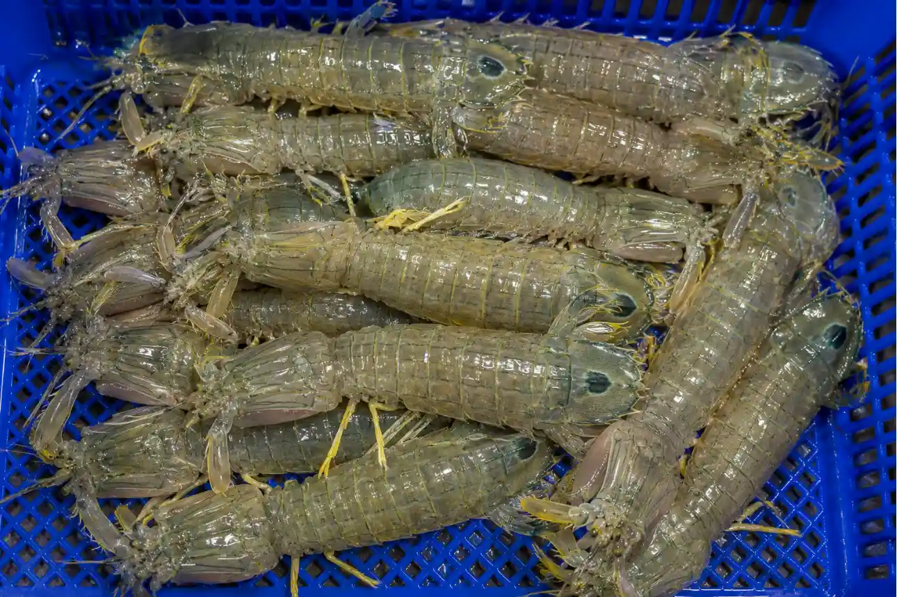 Bề bề tươi sống, đặc sản hải sản nổi tiếng tại vùng biển Quảng Ninh