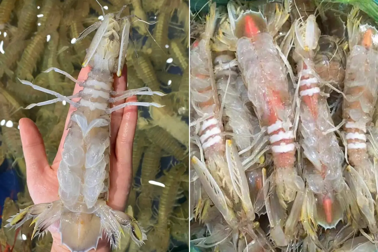 So sánh hình dáng và kích thước giữa bề bề thịt và bề bề trứng