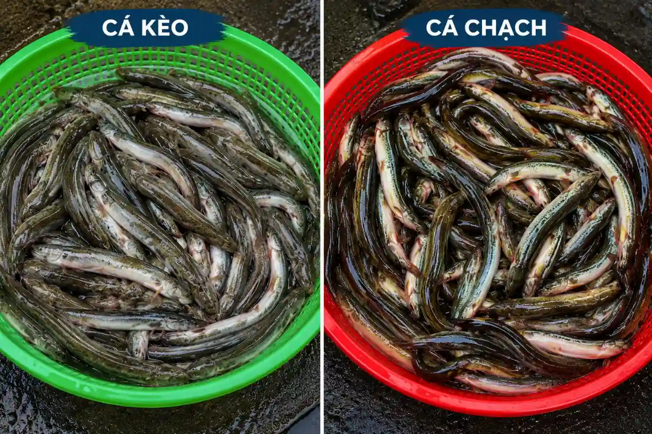 So sánh sự khác nhau giữa cá kèo nước lợ và cá chạch nước ngọt