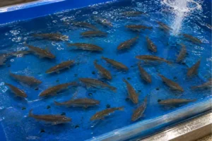 Tìm hiểu đặc điểm cá bống bớp biển tươi ngon và giá trị dinh dưỡng tuyệt vời đối với sức khỏe. Gợi ý các món ngon từ cá bống bớp như nấu lá lốt, kho tộ.
