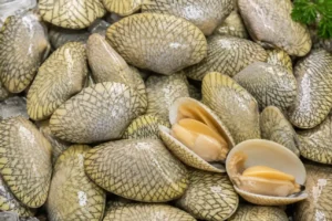 Tìm hiểu đặc điểm nhận dạng ngao hoa biển tươi ngon qua lớp vỏ vằn lưới. Khám phá lý do ngao hoa được yêu thích nhờ thịt dày béo và ngọt đậm đà.