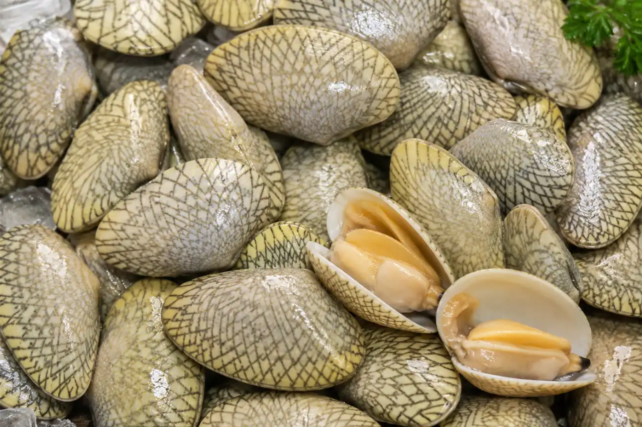 Ngao hoa tươi sống với lớp vỏ vân lưới đặc trưng và phần thịt dày ngọt