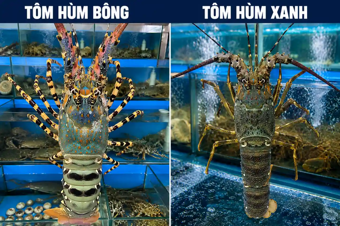 So sánh tôm hùm bông và tôm hùm xanh qua màu sắc, hoa văn và kích thước