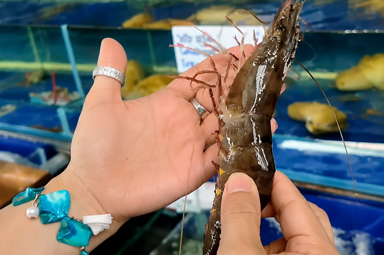 Tôm sú tươi sống, đặc sản hải sản đậm đà và bổ dưỡng tại Quảng Ninh